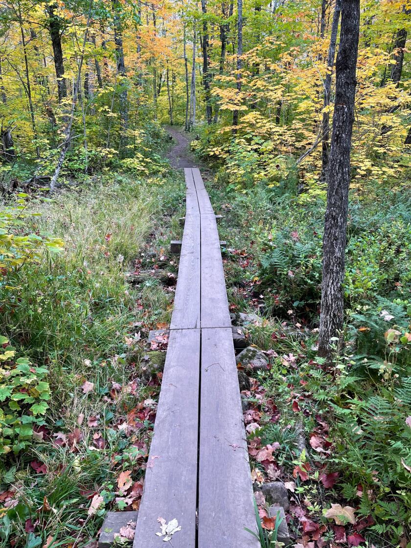 A series of planks lead a path over bumpy ground in a wooded setting with green leaves fading to fall colors.