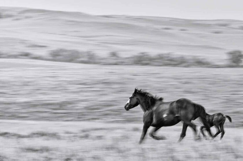 EJAZ KHAN EARTH NOKOTA HORSE 1.jpeg