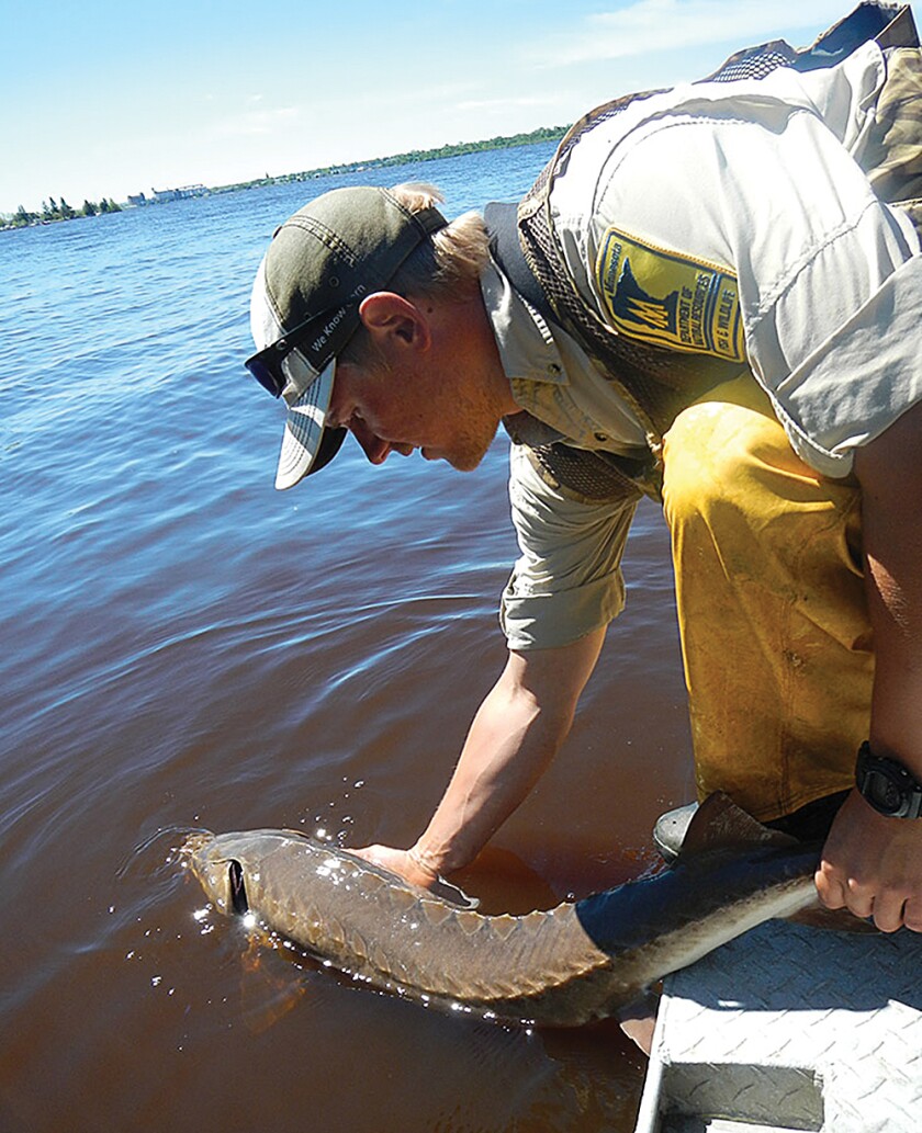 First time in 100 years: Natural lake sturgeon seen spawning along Red  River Basin - Detroit Lakes Tribune