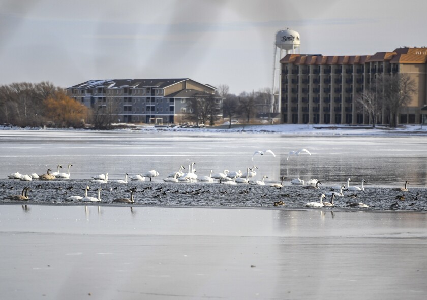 120722.N.BP.FELLERMANCOLUMN ducks.jpg