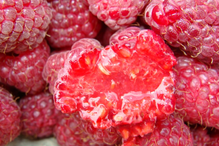 How to prevent fruit flies from infesting raspberry patches - InForum ...
