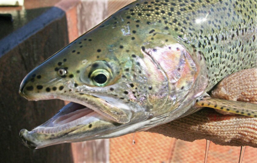 Steelhead
