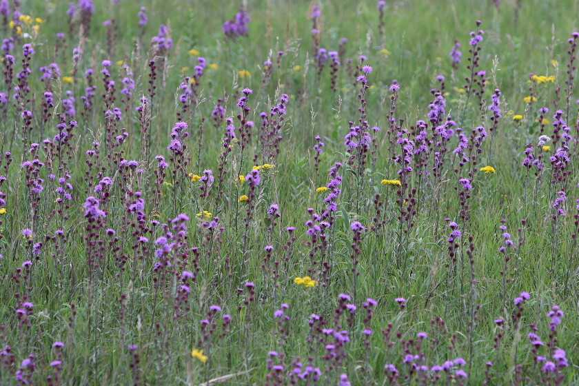 Prairie Color Prairie colors - Jamestown Sun | News, weather, sports from Jamestown ...