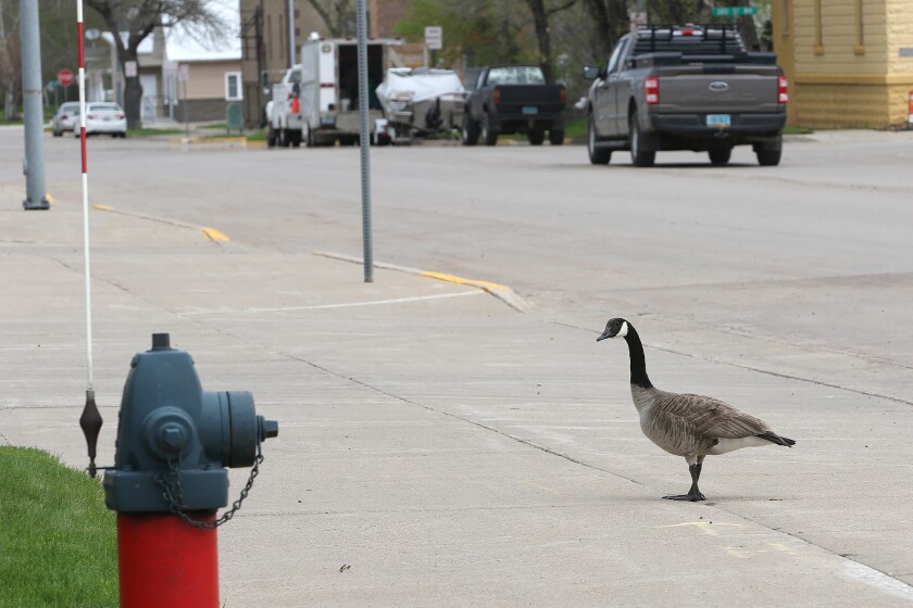 urban wildlife canada goose visiting fire station 051822.jpg