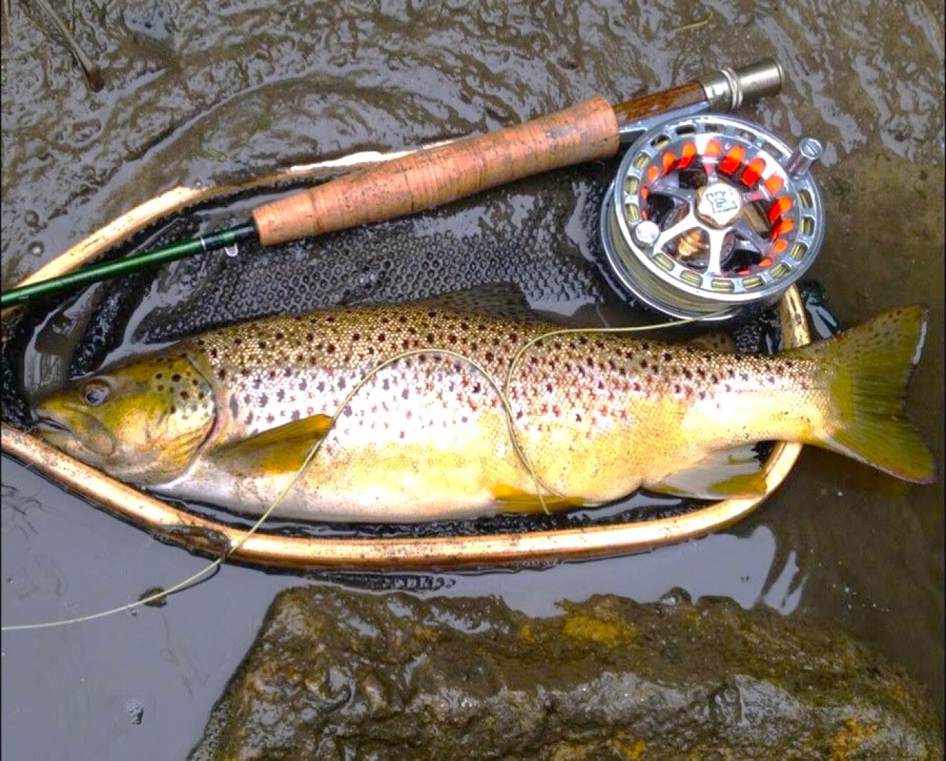 Wisconsin trout streams open for catch-and-release starting Saturday ...