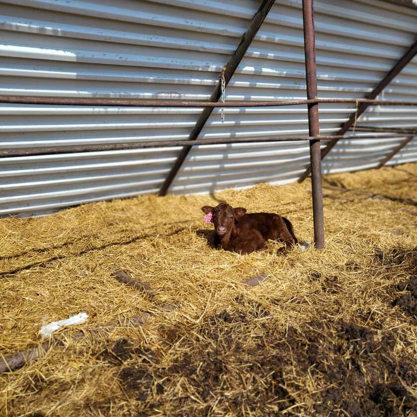 A Red Angus calf enjoys the sunshine in a shelter area at Wasem Red Angus ranch after Snowmageddon came to a halt.
