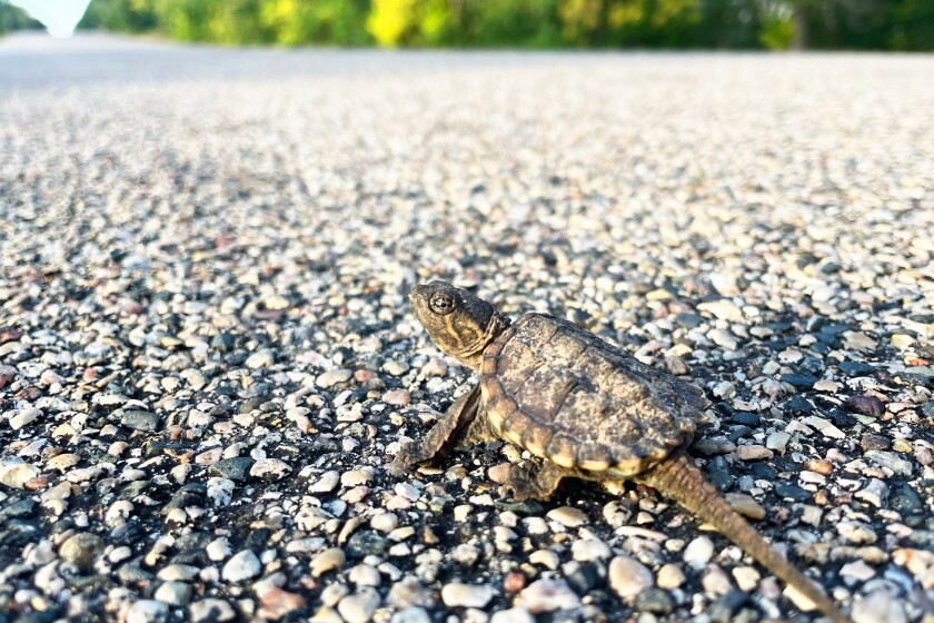 Turtle on road
