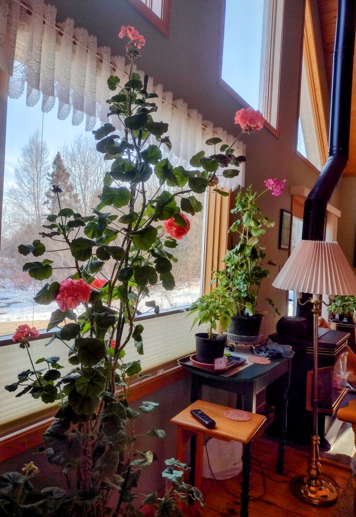 Some geranium cultivars can grow to tall heights