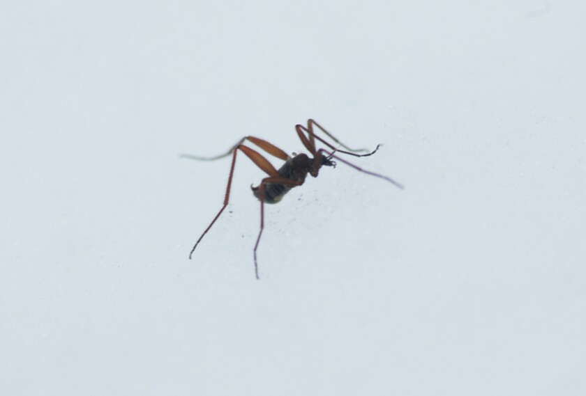 Crane fly