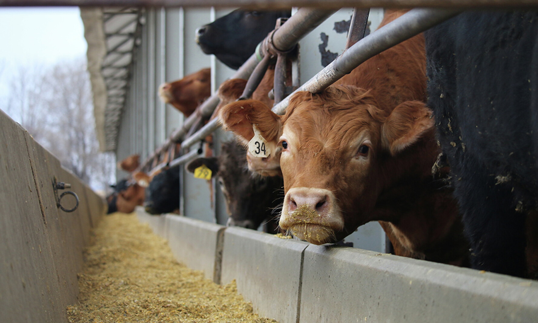 D. Slaughter VIDEO: New Aberdeen, S.D., slaughter facility likely to compete with ...
