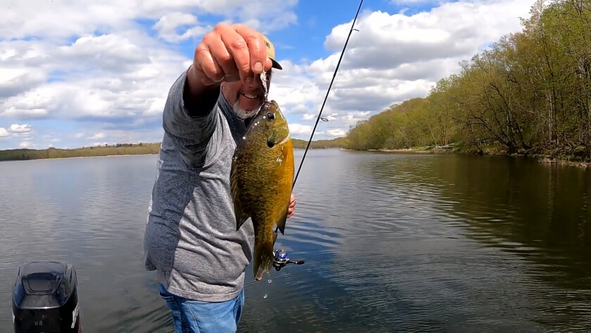 Crankbait Bluegill.jpg