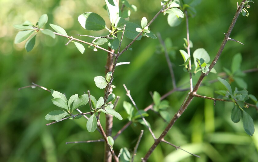 Buckthorn is an invasive species that is a growing problem in the Brule River State Forest