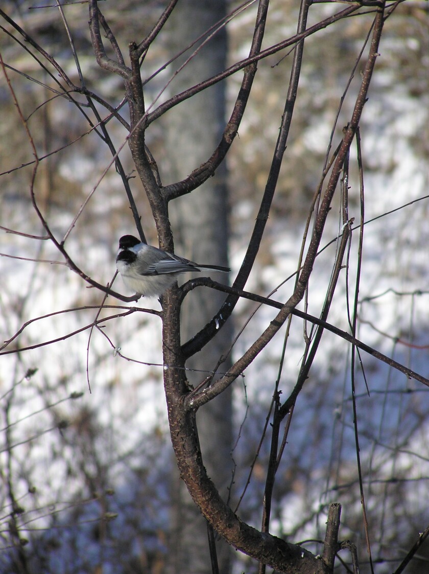 121121.N.PRE.MNDNRblackcappedchickadee.jpg