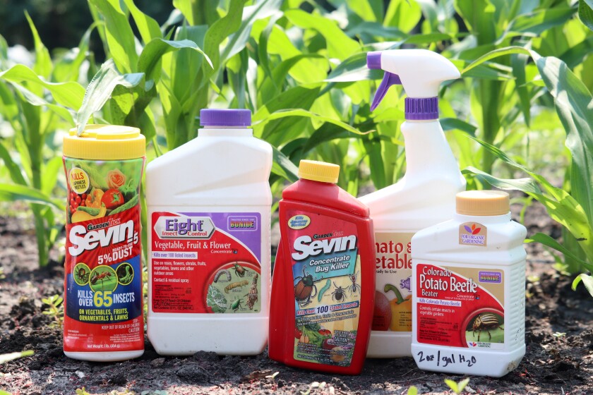 Controlling insects in the vegetable garden - InForum | Fargo, Moorhead ...