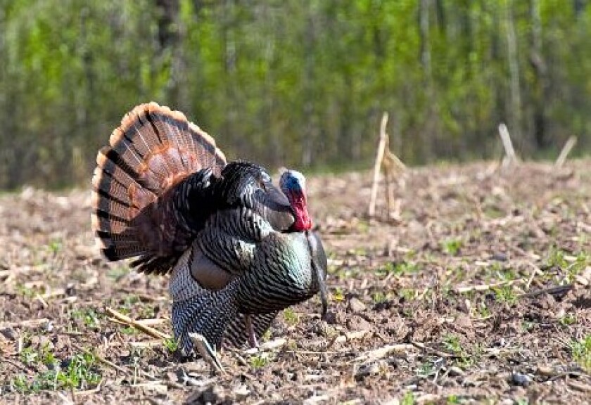 Wild Turkey