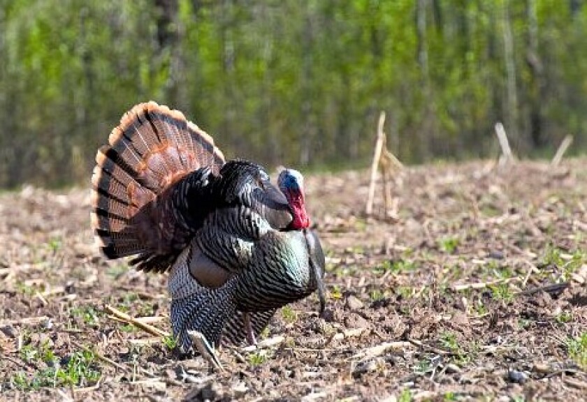 Regional Strut Update: It's Prime Time to Tag a Gobbler - Game & Fish