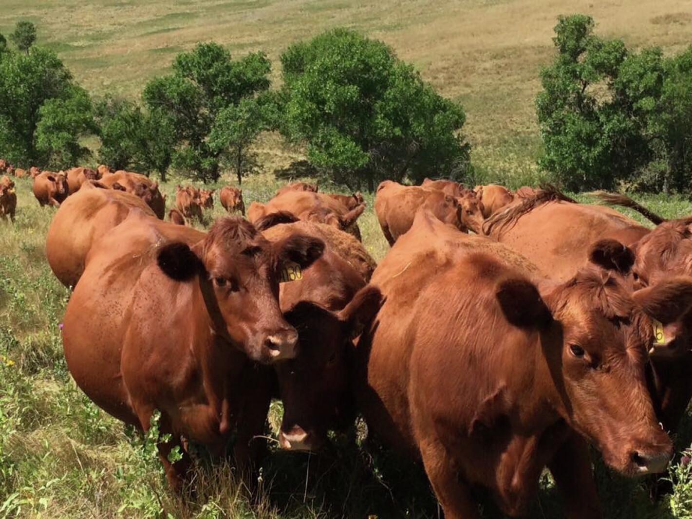 Red Angus Ranches Red Angus: Naturally grown, never pampered - Agweek | #1 source for ...