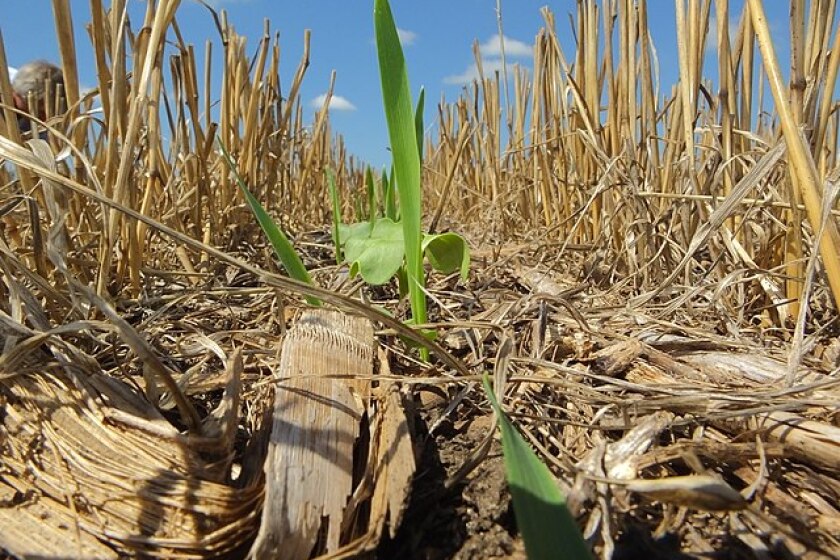 Special program announced for cover crops on fallow fields - West ...
