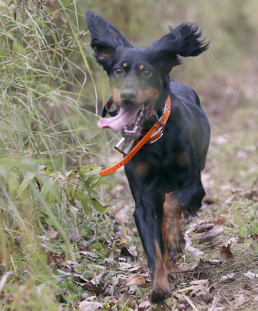 101020.O.DNT.GrouseDogsC4.jpg