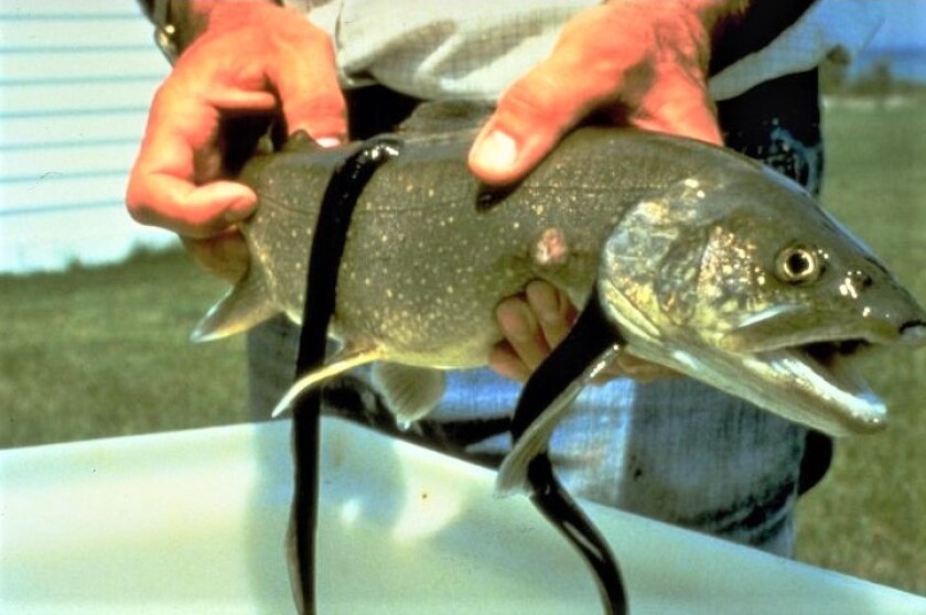 Sea-Lamprey-on-Trout-US-FWS-2nojdgt.jpg