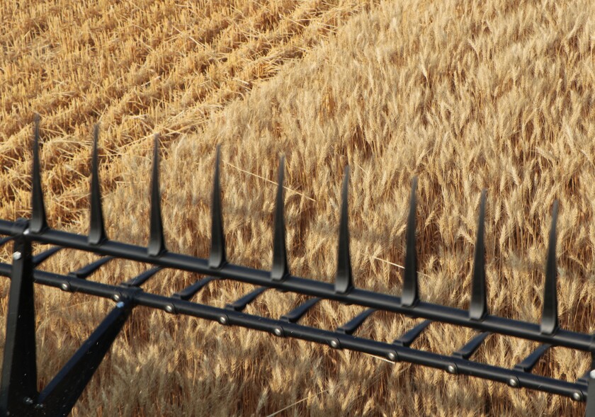 150YearsOfWheat06.jpg