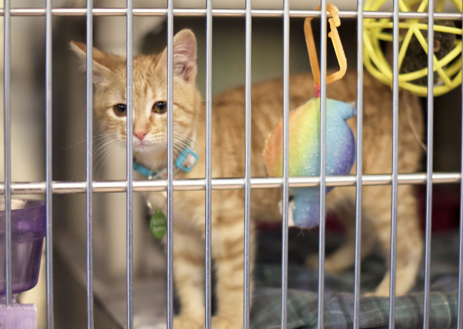 Rising cost of inflation is affecting pet owners - Alexandria Echo ...