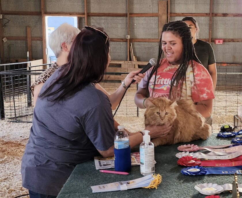 Judge Autumn Hunter, left, speaks with Zaria Harrington, of Windom, about Percy, who earned second-place honors for Best Longhair at the Household Cat & Kitten Show on Wednesday, Aug. 10, 2022, at the Jesse Oleson Pavilion during the Cottonwood County Fair. Gucci earned Best Cat honors and was also named Best Longhair during the show.