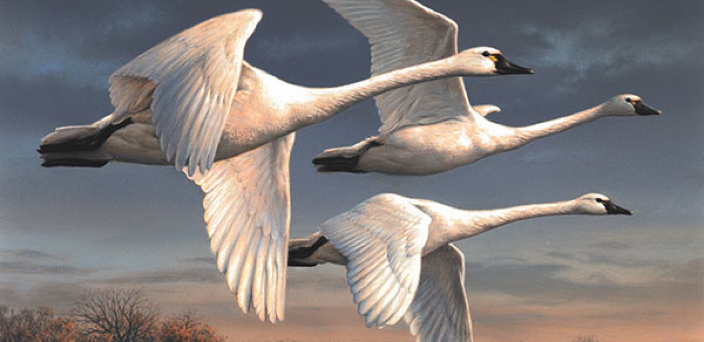 Federal Duck Stamp 2025 Winner