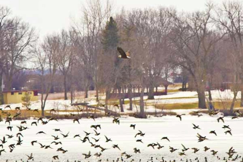 Fly like an eagle