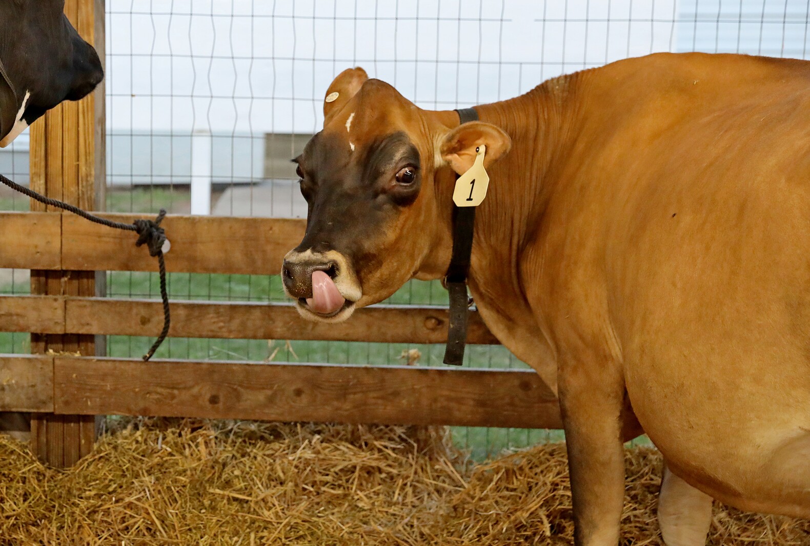 Crow Wing County Fair Aug. 2022.
