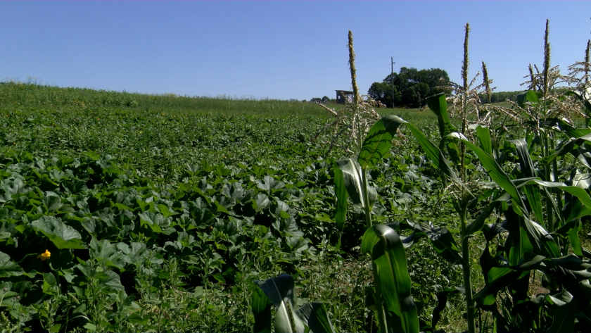 A field with a variety of crops growing, including sweet corn and squash.