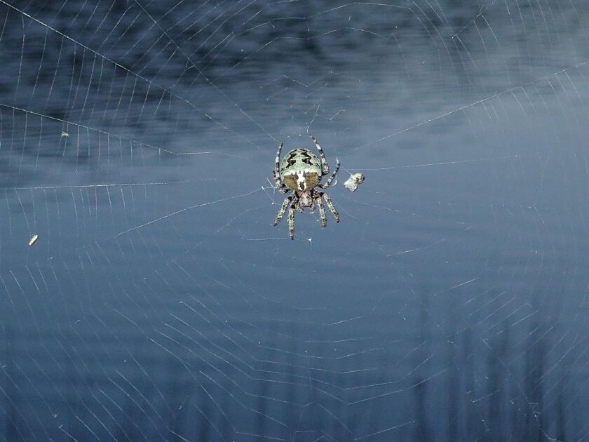 Lichen Orbweaver Closeup