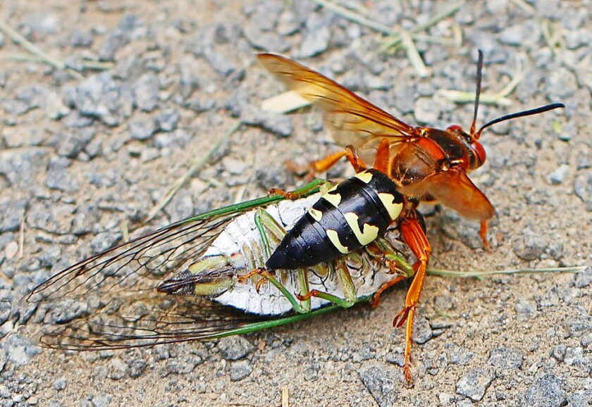 CicadaKiller.jpg