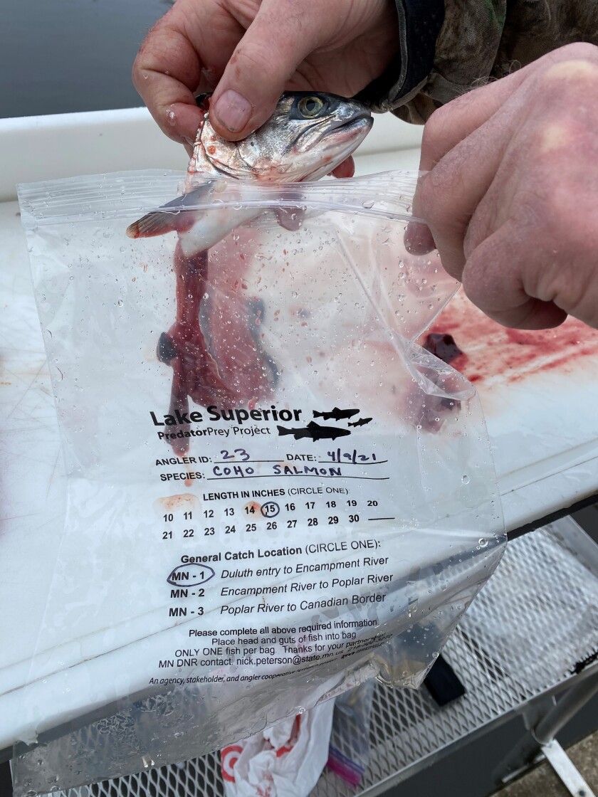 fish diet study