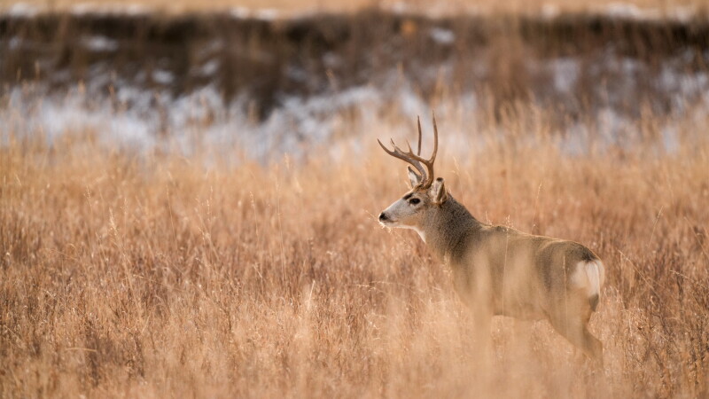 North Dakota Youth Deer Hunting Season Opens September 18