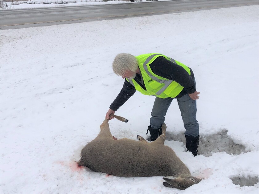 Dead deer with Ron Moen