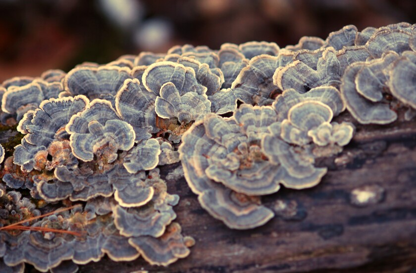 gray scallop-shaped plants grow on a tree log