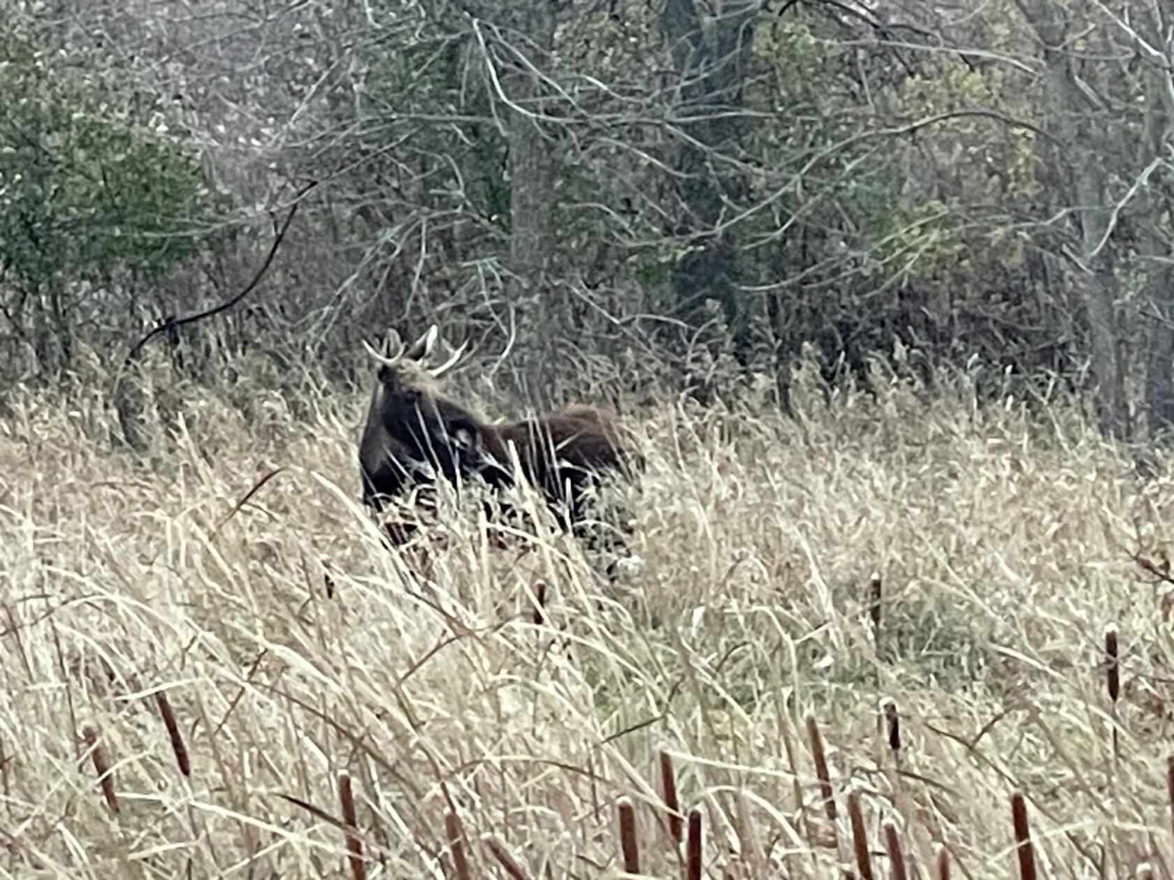 Photos: Updates on the trek of 'Rut the moose