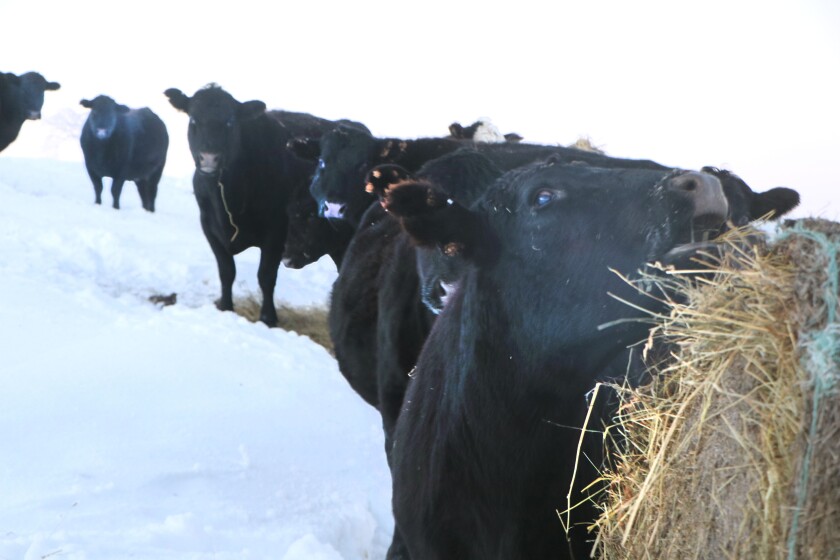 A remarkably tame black cow chews on hay on a bale just feet away from the photographer, as other tame cows stand at the rear, near bales of their own.