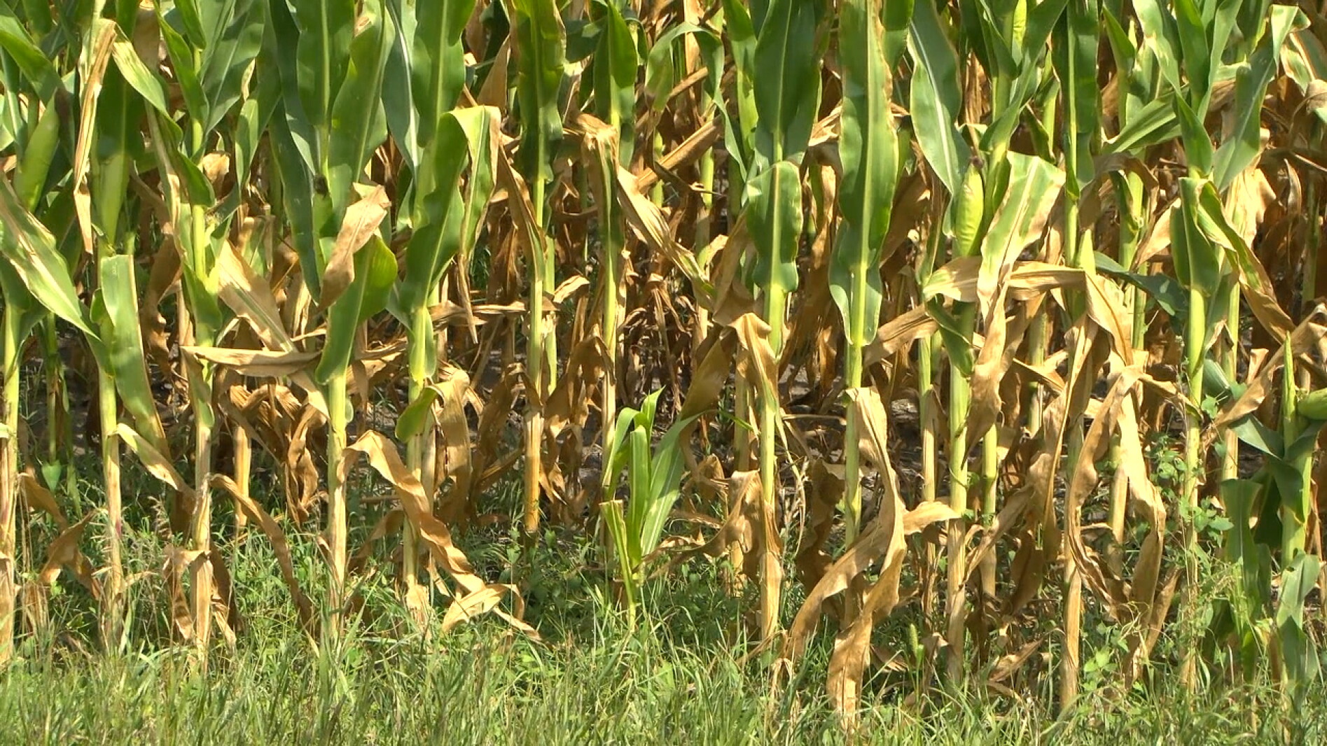 Dry summer leaves farmers facing steep losses