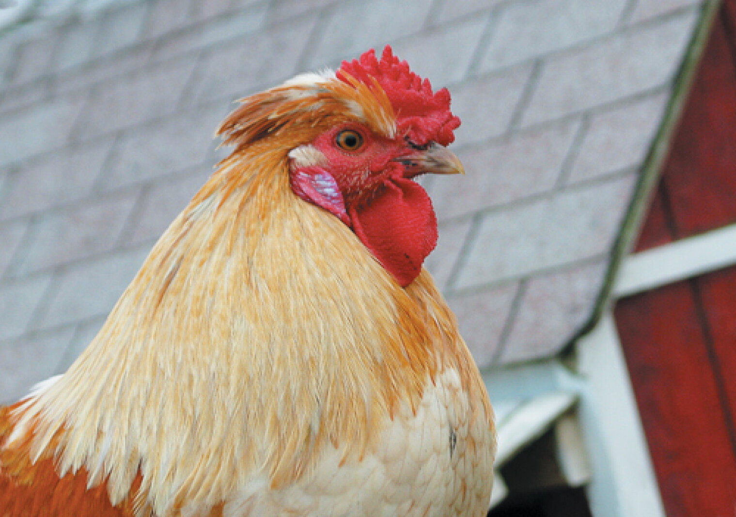 Rural Finance Authority declares emergency due to animal disease outbreaks – The Globe Rural Finance Authority declares emergency due to animal disease outbreaks – The Globe