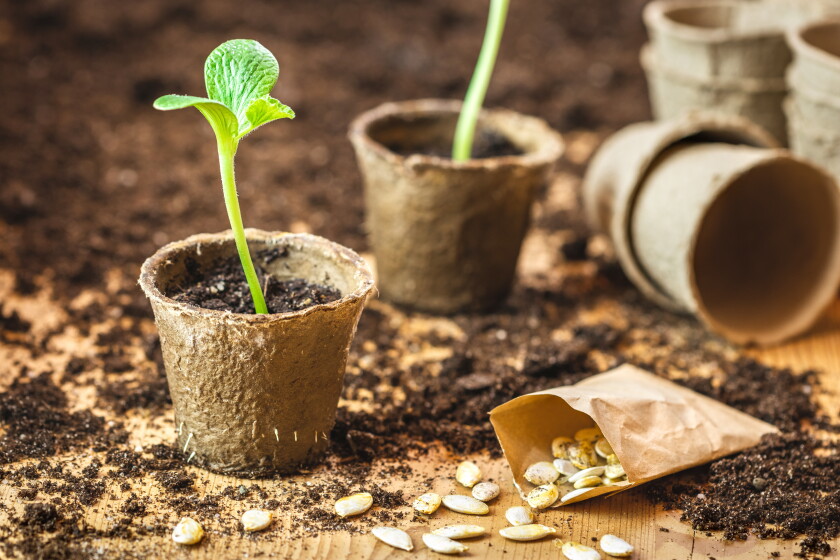 CULTIVATING SUCCESS IN THE FARM & GARDEN: Troubleshooting common seedling issues - Park Rapids Enterprise | News, weather, sports from Park Rapids Minnesota