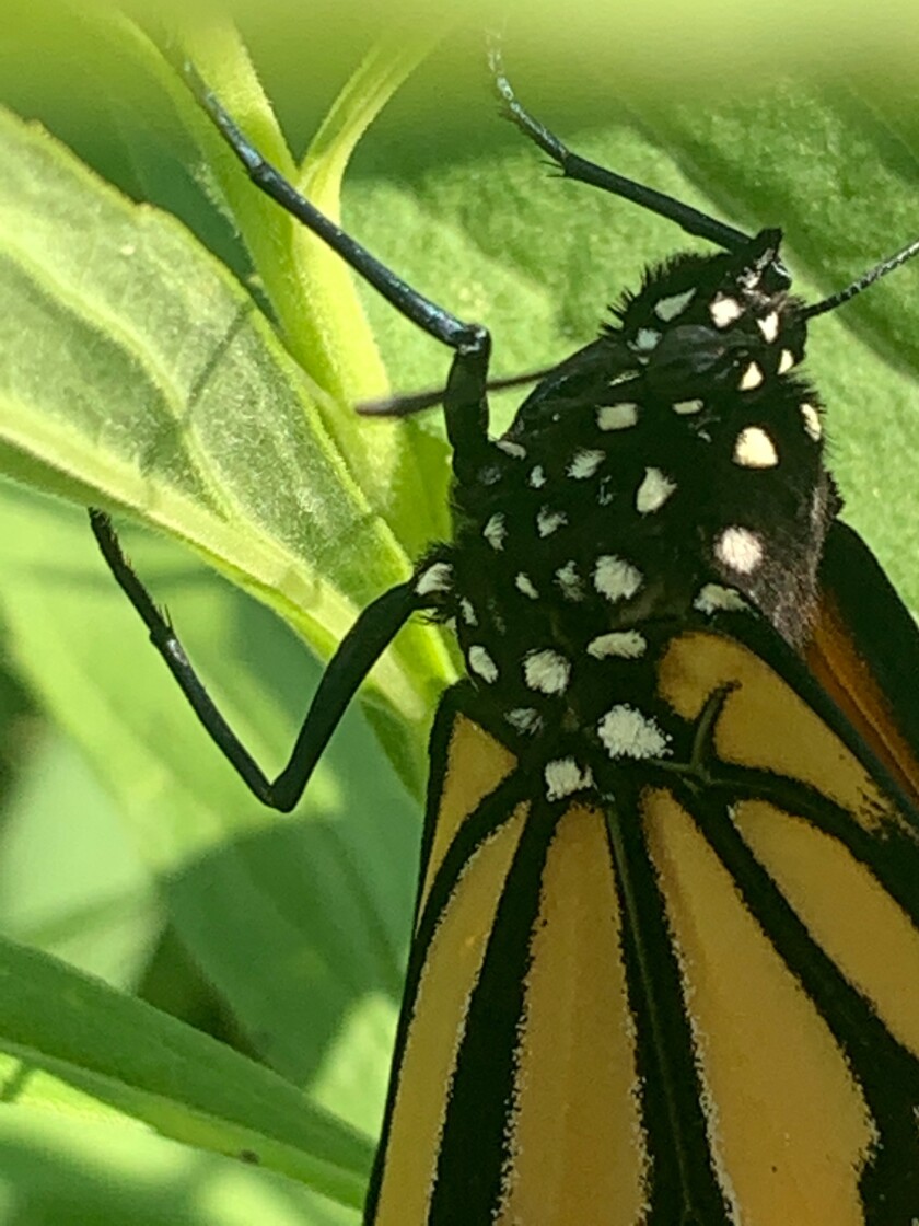 Butterfly.jpeg