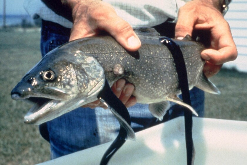 Infamous anniversary: 100 years of sea lamprey in the Great Lakes