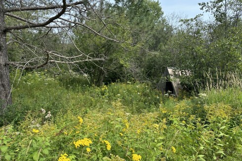 An A-frame shed sits in an over-grown lot.