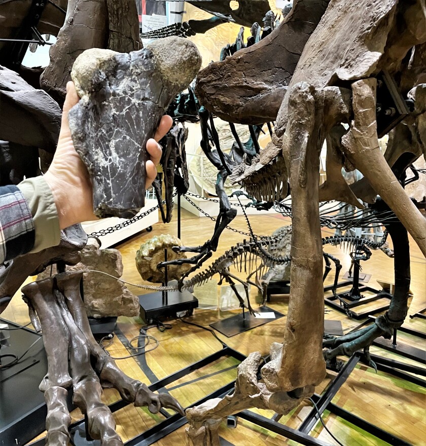 Bowman dinosaur fossils 1