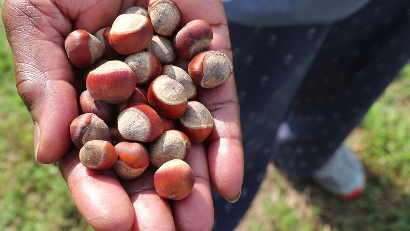 Hazelnuts hand.jpg