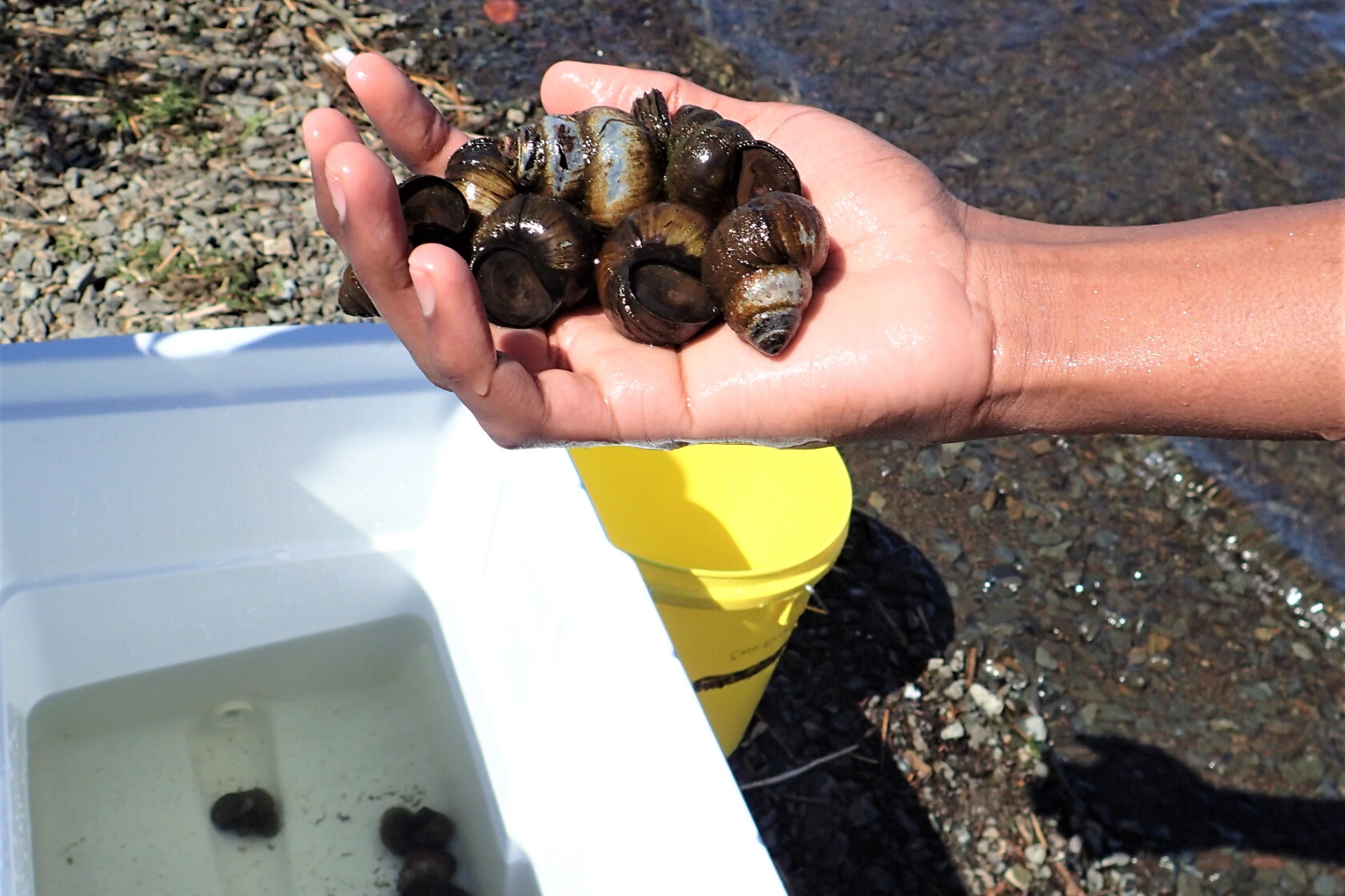 Invasive Snail Shells Outdoors calendar: Learn about invasive 'mystery snails' - Duluth News ...