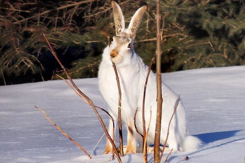 Photo of the Week: Jack rabbit - Alexandria Echo Press | News, weather ...