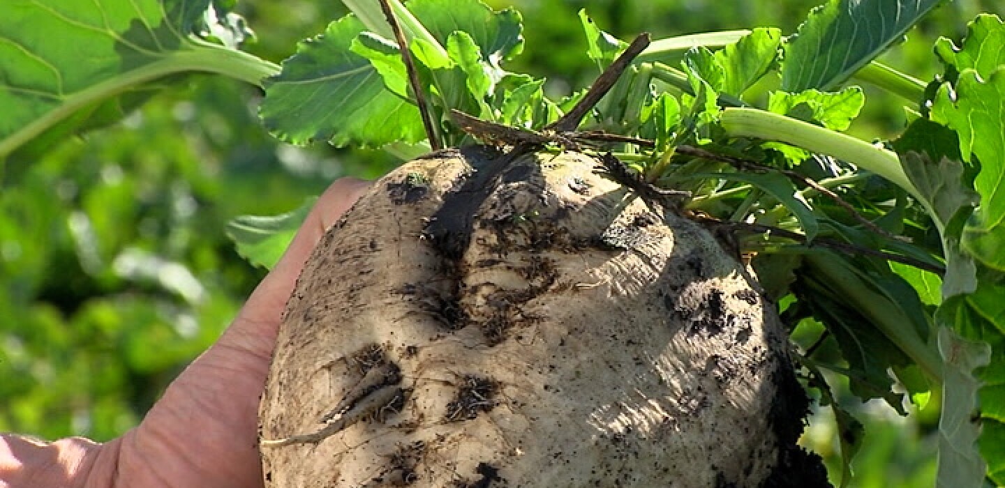 Warm weather pushed back sugar beet harvest; growers 'playing poker